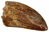 Serrated, Carcharodontosaurus Tooth - Real Dinosaur Tooth #267777-1